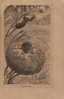 Вуд Дж. Г. Гнезда, норы и логовища. СПб.-М.: Издание Маврикия Осиповича Вольфа, 1867.